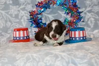 Felix, a male Havapoo for sale in Guthrie, KY – 4 of 7