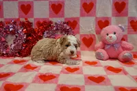 Marci, a female Havapoo for sale in Guthrie, KY – Photo 4 of 8