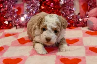 Marci, a female Havapoo for sale in Guthrie, KY – Photo 2 of 8