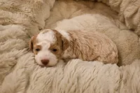 Marci, a female Havapoo for sale in Guthrie, KY – Photo 7 of 8