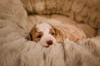 Marci, a female Havapoo for sale in Guthrie, KY – Photo 8 of 8