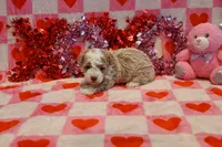 Marci, a female Havapoo for sale in Guthrie, KY – Photo 3 of 8