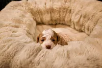 Marci, a female Havapoo for sale in Guthrie, KY – Photo 6 of 8