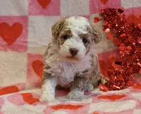 Marci, a female Havapoo for sale in Guthrie, KY – Photo 1 of 8