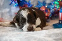 Felix, a male Havapoo for sale in Guthrie, KY – 5 of 7