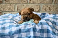 Wally, a male Morkie for sale in Guthrie, KY – 4 of 4