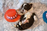 Felix, a male Havapoo for sale in Guthrie, KY – 6 of 7