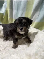 Tommy , a male Havapoo for sale in Guthrie, KY – Photo 4 of 4