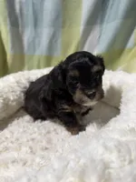 Tommy , a male Havapoo for sale in Guthrie, KY – Photo 3 of 4