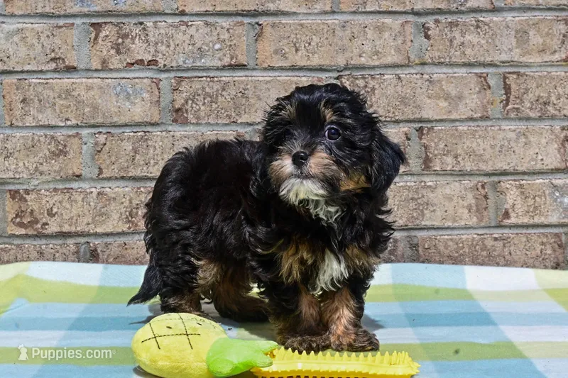 Tommy  – Havapoo puppy for sale in Guthrie, KY