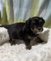 Tommy , a male Havapoo for sale in Guthrie, KY – Photo 2 of 4