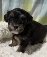 Tommy , a male Havapoo for sale in Guthrie, KY – Photo 1 of 4