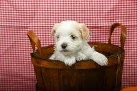 Jack, a male Maltipoo for sale in Guthrie, KY – 7 of 10