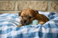 Wally, a male Morkie for sale in Guthrie, KY – 3 of 4