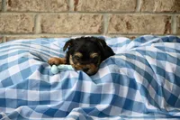 Clint, a male Morkie for sale in Guthrie, KY – 4 of 4