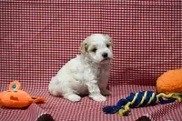 Diane , a female Maltipoo for sale in Guthrie, KY – 7 of 10