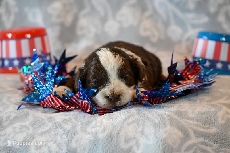 Ashley  – Havapoo puppy for sale in Guthrie, KY