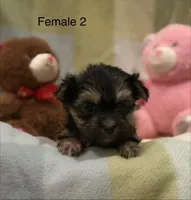 Mia, a female Morkie for sale in Guthrie, KY – Photo 2 of 3