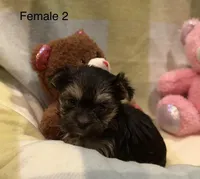 Mia, a female Morkie for sale in Guthrie, KY – Photo 1 of 3