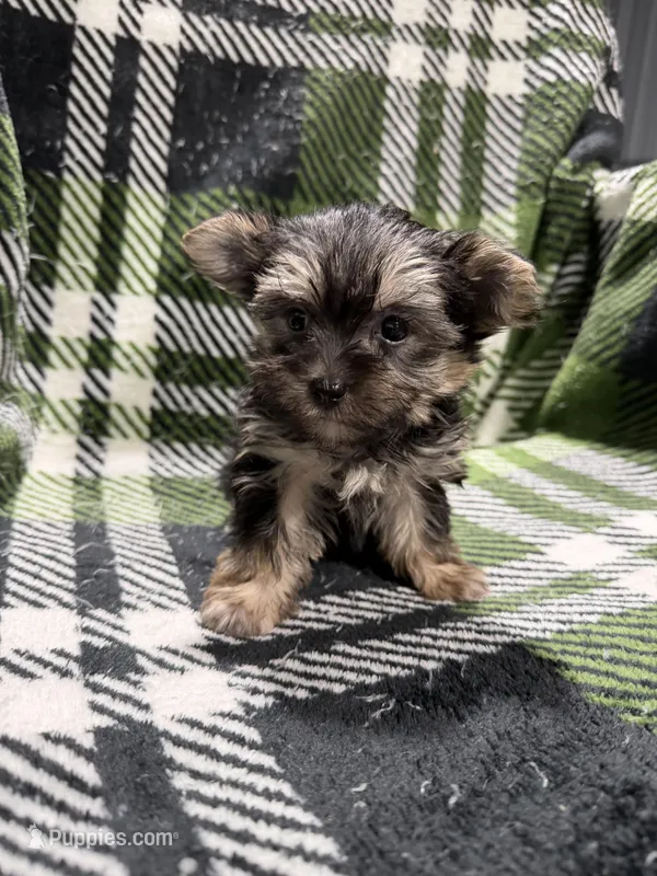 Mia – Morkie puppy for sale in Guthrie, KY