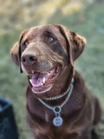 Yellow Collar, a female Labrador Retriever for sale in Caldwell, ID – 5 of 8
