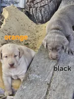 Black Collar, a male Labrador Retriever for sale in Caldwell, ID – 4 of 10