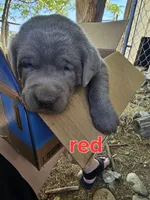 Red Collar, a male Labrador Retriever for sale in Caldwell, ID – 4 of 9