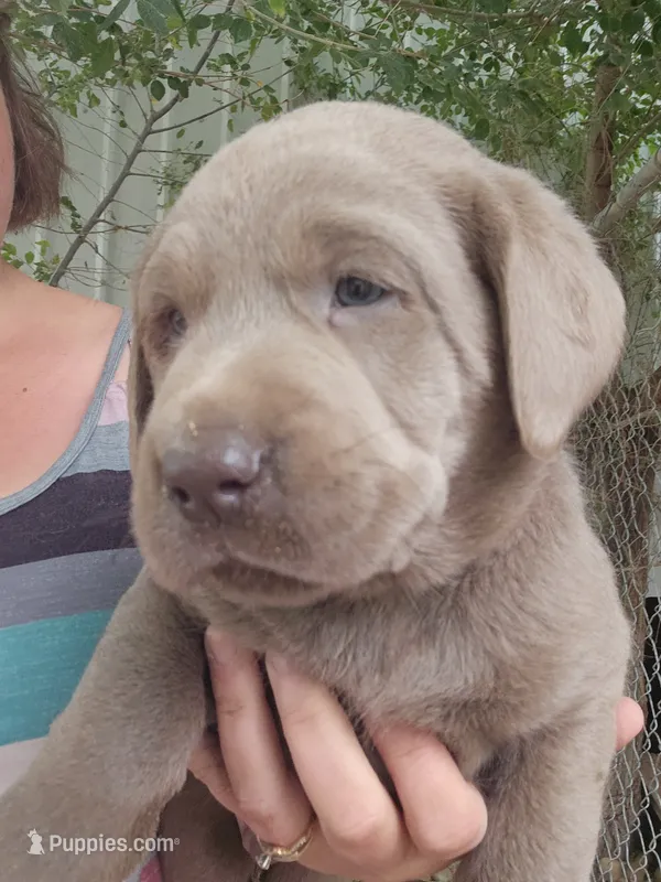 Red Collar – Labrador Retriever puppy for sale in Caldwell, ID