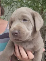 Red Collar, a male Labrador Retriever for sale in Caldwell, ID – 1 of 9