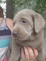 Red Collar, a male Labrador Retriever for sale in Caldwell, ID – 2 of 9