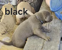 Black Collar, a male Labrador Retriever for sale in Caldwell, ID – 2 of 10