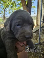 Black Collar, a male Labrador Retriever for sale in Caldwell, ID – 3 of 10