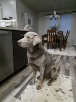 Yellow Collar, a female Labrador Retriever for sale in Caldwell, ID – 7 of 8