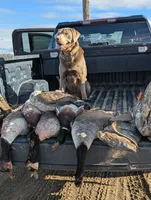 Yellow Collar, a female Labrador Retriever for sale in Caldwell, ID – 8 of 8