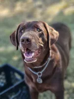 Green collar, a male Labrador Retriever for sale in Caldwell, ID – 4 of 7