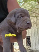 Yellow Collar, a female Labrador Retriever for sale in Caldwell, ID – 2 of 8