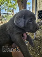 Black Collar, a male Labrador Retriever for sale in Caldwell, ID – 1 of 10