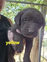 Yellow Collar, a female Labrador Retriever for sale in Caldwell, ID – 1 of 8