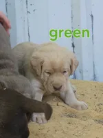 Green collar, a male Labrador Retriever for sale in Caldwell, ID – 2 of 7