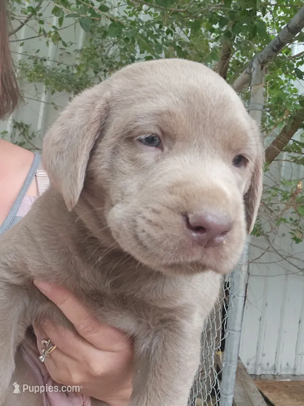 Black Collar – Labrador Retriever puppy for sale in Caldwell, ID