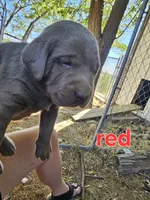 Red Collar, a male Labrador Retriever for sale in Caldwell, ID – 3 of 9