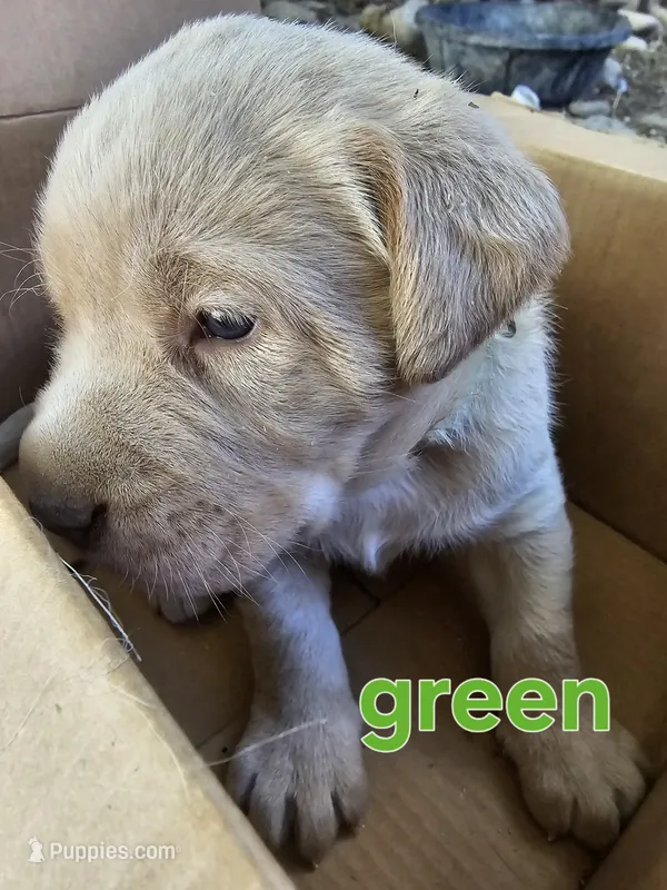 Green collar – Labrador Retriever puppy for sale in Caldwell, ID
