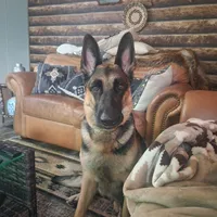 Purple collar, a female German Shepherd Dog for sale in Pearisburg, VA – 4 of 6