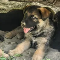Purple collar, a female German Shepherd Dog for sale in Pearisburg, VA – 3 of 6
