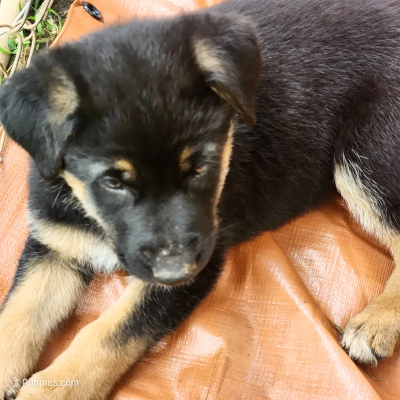 Yellow Collar – German Shepherd Dog puppy for sale in Pearisburg, VA