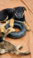 Yellow Collar, a female German Shepherd Dog for sale in Pearisburg, VA – 2 of 5