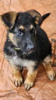 Yellow Collar, a female German Shepherd Dog for sale in Pearisburg, VA – 5 of 5