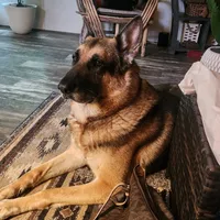 Yellow Collar, a female German Shepherd Dog for sale in Pearisburg, VA – 3 of 5