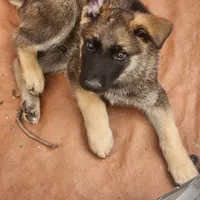 Purple collar, a female German Shepherd Dog for sale in Pearisburg, VA – 2 of 6