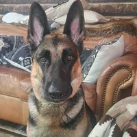 Yellow Collar, a female German Shepherd Dog for sale in Pearisburg, VA – 4 of 5